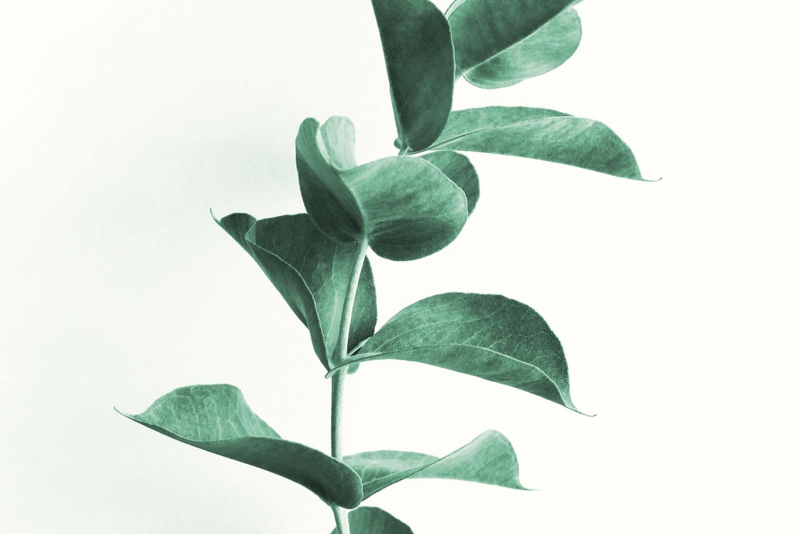 A eucalyptus sprig against a pale background